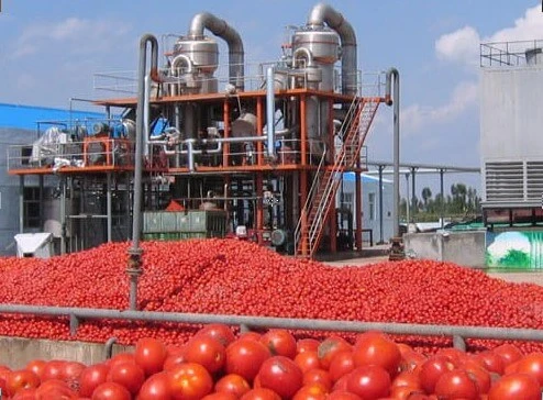 From Farm to Concentrate: How Tomato Paste Is Produced