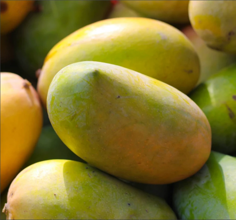 بوريه مانجو 14% بريكس